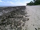 Beach rock along the southern margin of Heron Island. View shows reworked rip-up clasts of beachrock, which tend to be concentrated on the landward side.